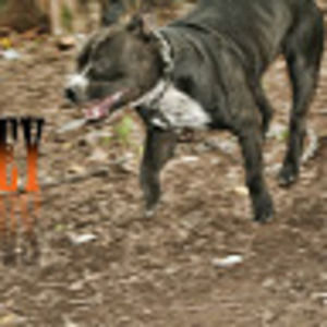 Meet your Posher, Dvo joei